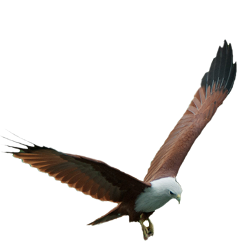 brahminy kite holiday home